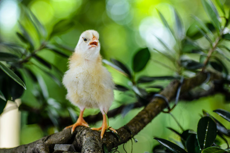 Close-up of a bird perching on branch
