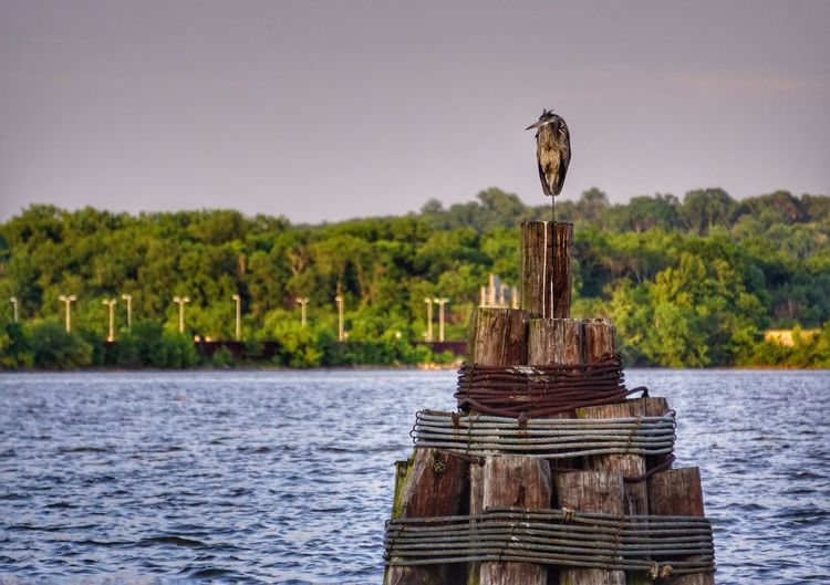 Close-up of bird perching on wooden post by lake against sky