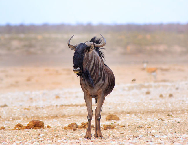 Wildebeest at etosha national park
