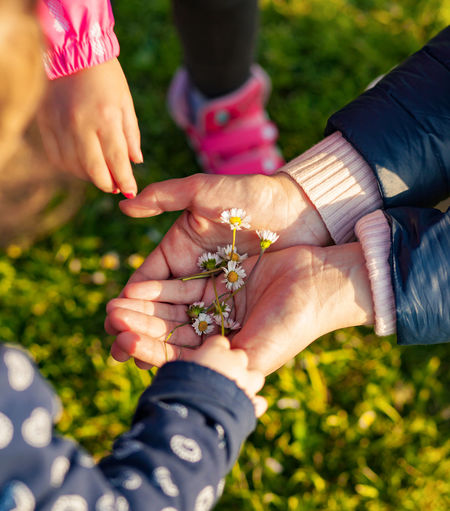Cropped hand of mother giving daisies to children on field
