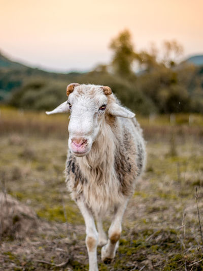 Portrait of an ram on field