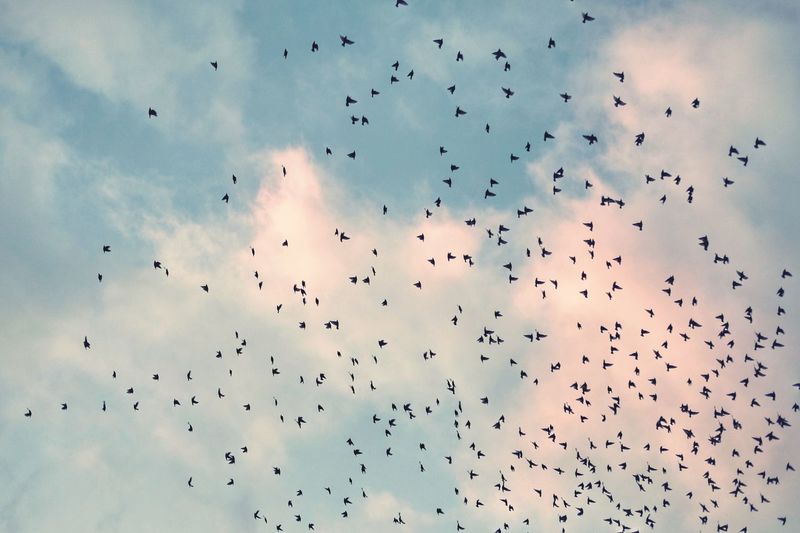 Flock of birds flying in sky