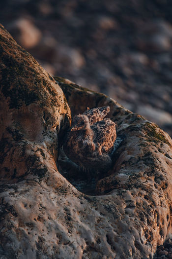 High angle view of seagull chick