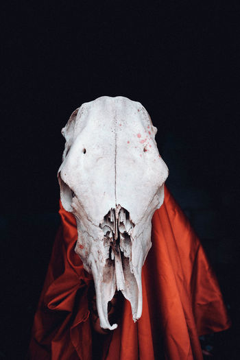 Close-up of animal skull against black background