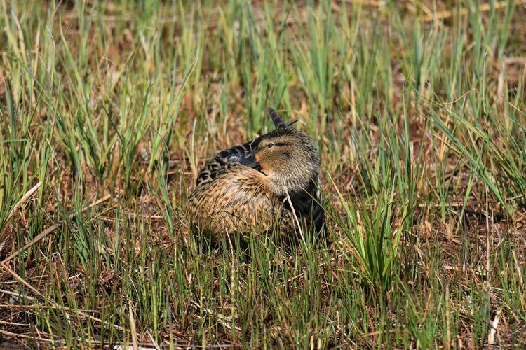 View of mallard duck on field