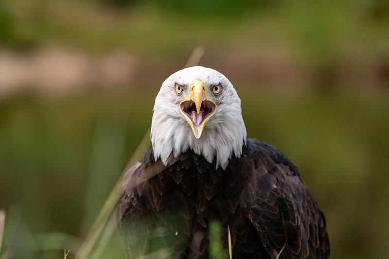 Close-up portrait of eagle against blurred background