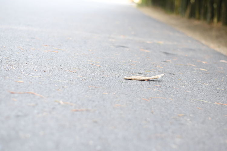 Surface level of dry leaves on road