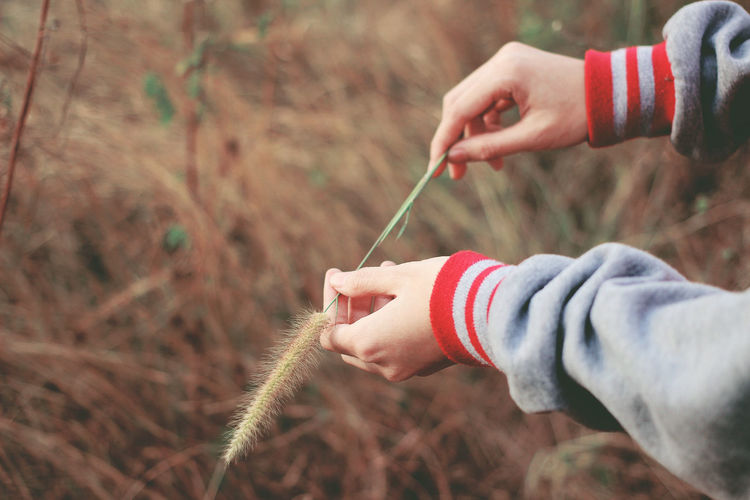 Close-up of hand holding grass