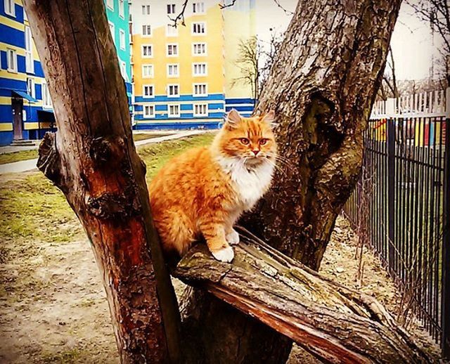 Cat looking up