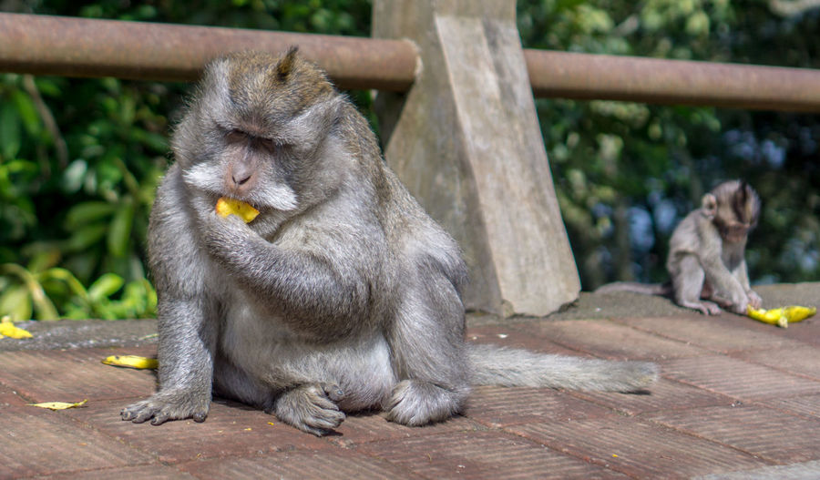 Monkeys sitting on wood