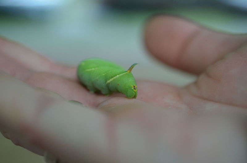 Close-up of hand holding small leaf