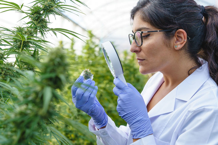 Side view of focused female specialist wearing white robe and gloves checking hemp plants with magnifier while working in greenhouse in pharmaceutical laboratory