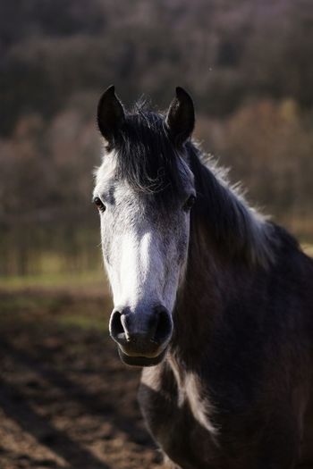 Close-up portrait of a horse in rural landscape 