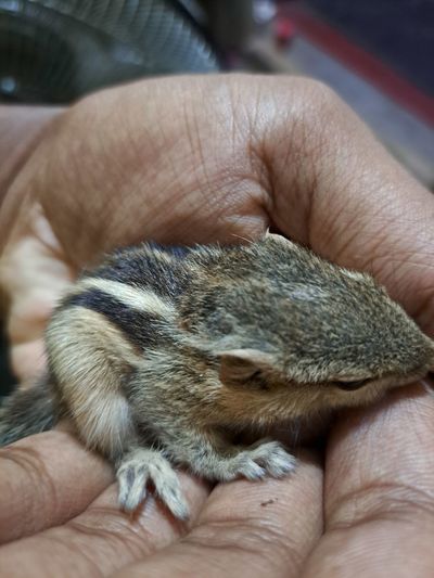 Close-up of hand holding chipmunk 