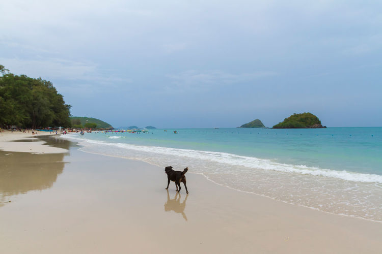 Stray black dog walking on beach against sky
