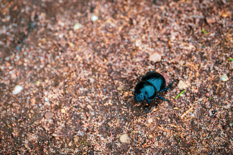 Wood dung beetle on sandy ground.