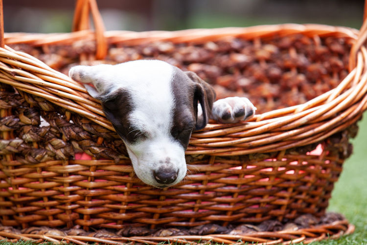 Close-up of puppy in wicker basket