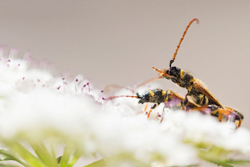 Close-up of insect