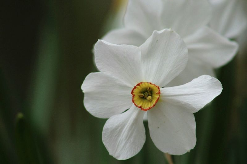 Close-up of white daffodil flower