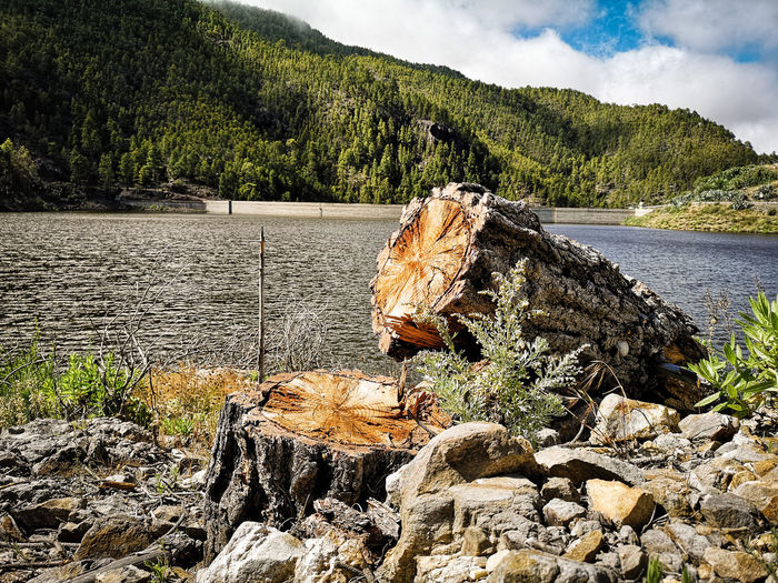 Driftwood on rock by lake against trees