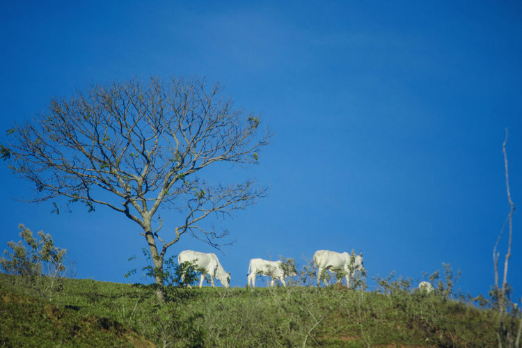 Trees on field against blue sky with cows 