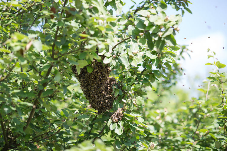 Swarming bees on the tree