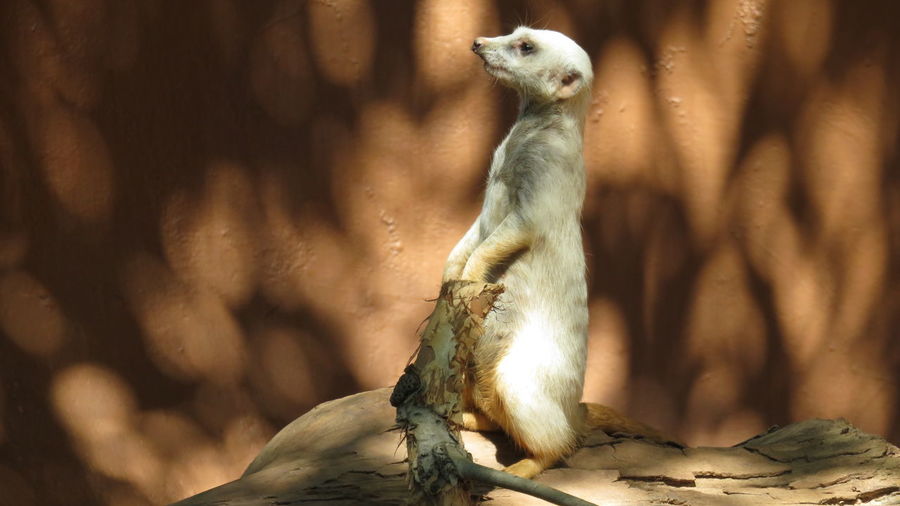 Close-up of a meerkat in zoo