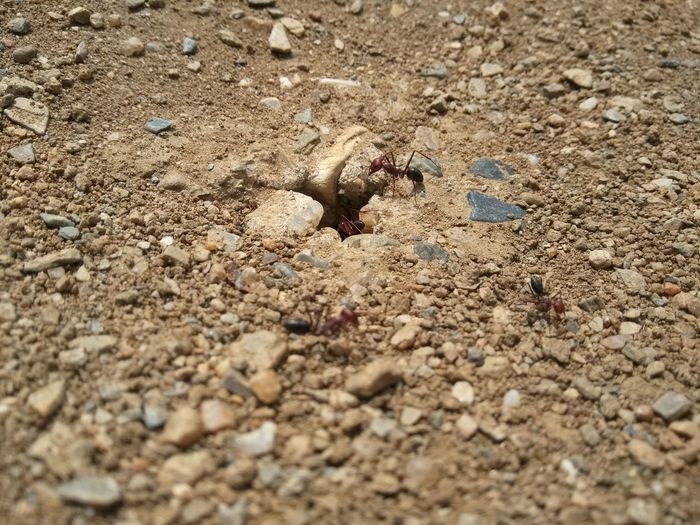 High angle view of toy on sand
