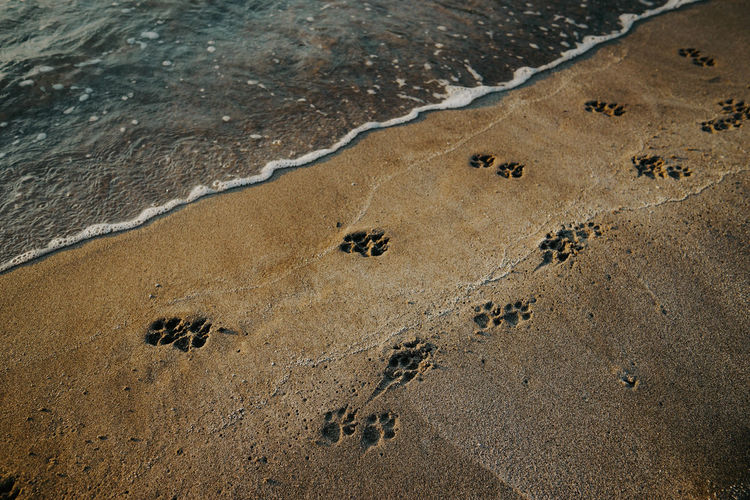 High angle view of animal footprints on beach