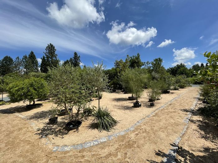 Panoramic view of trees on landscape against sky