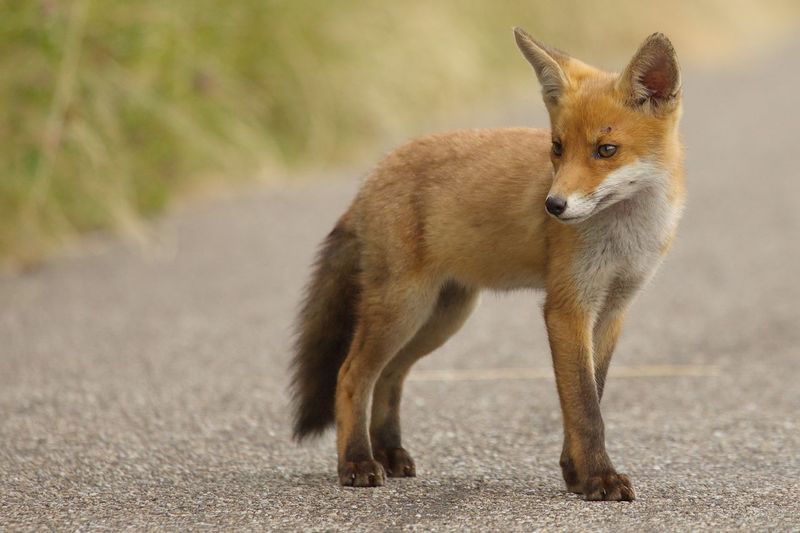 Fox pup standing on road