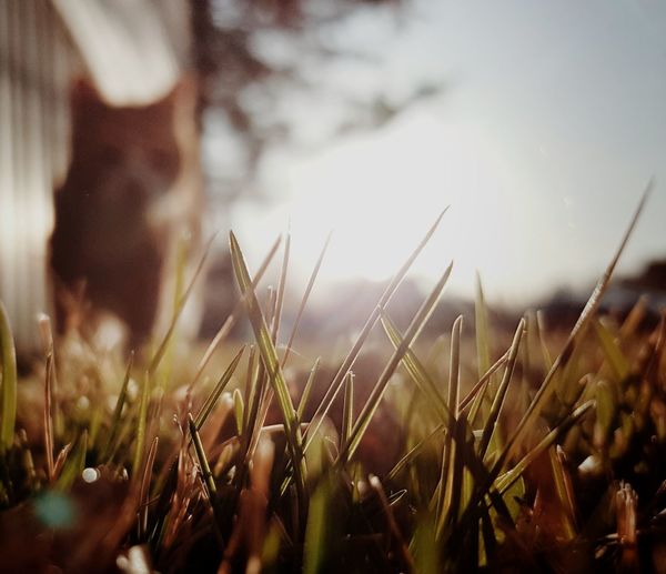 Close-up of grass growing in field