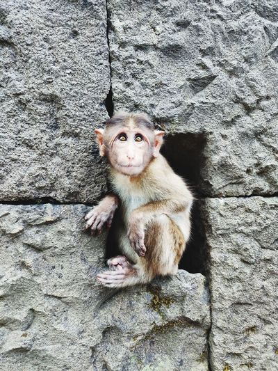 Portrait of monkey sitting against wall