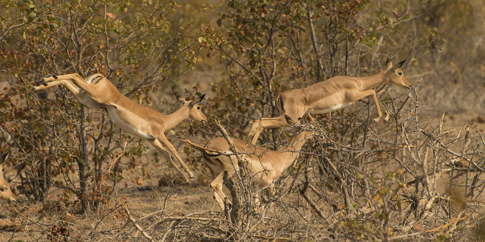 View of springbok leaping on field in kruger park, south africa