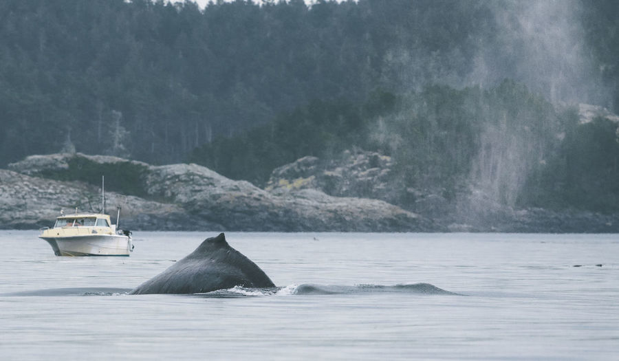 Humpback whale swimming in sea against mountain