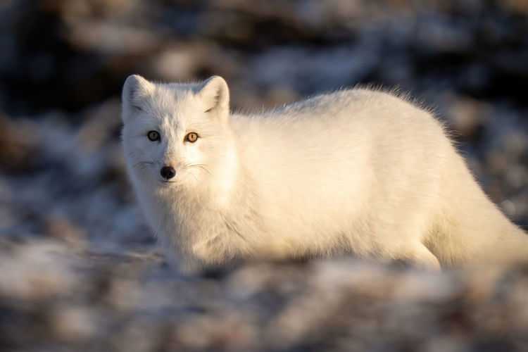 Close-up of arctic fox staring at camera