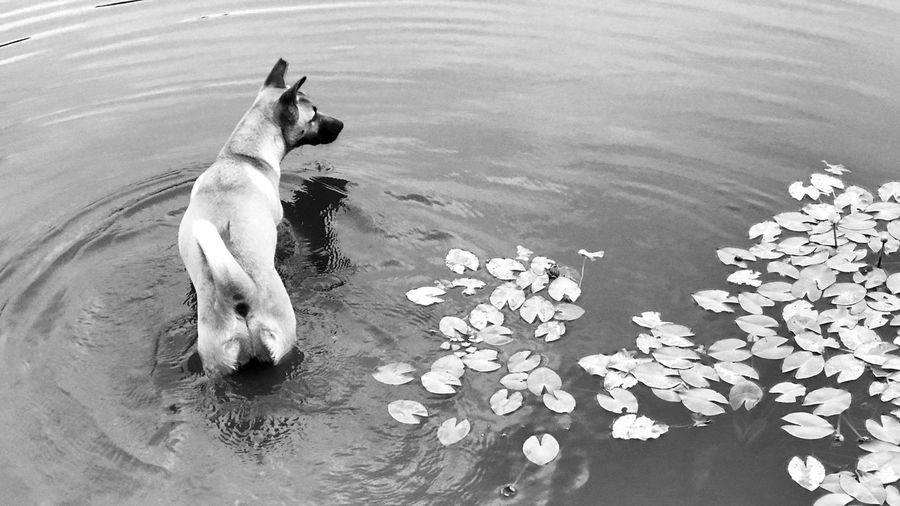 High angle view of dog floating on lake