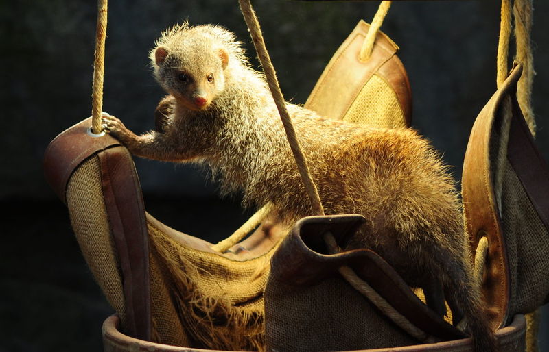Close-up of ferret on swing