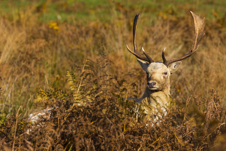 Close-up of deer in grass