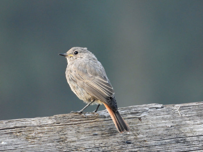 Close-up of bird perching on wood