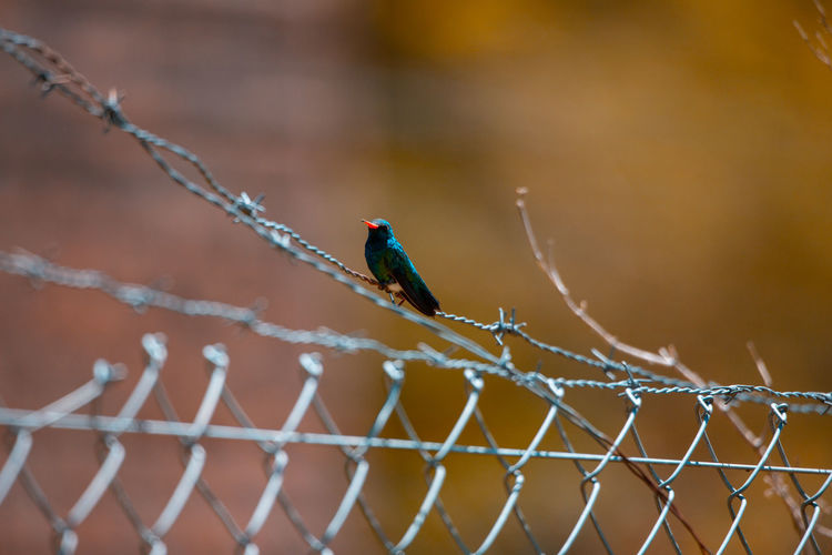 View of bird perching on fence