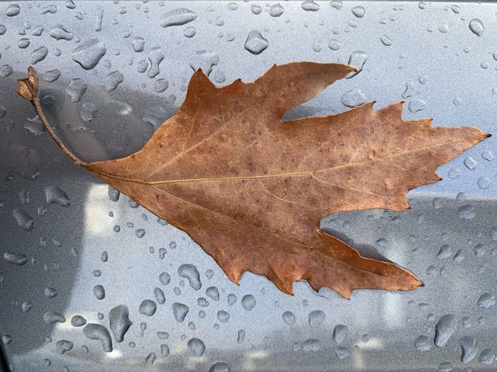 Close-up of raindrops on maple leaves during rainy season