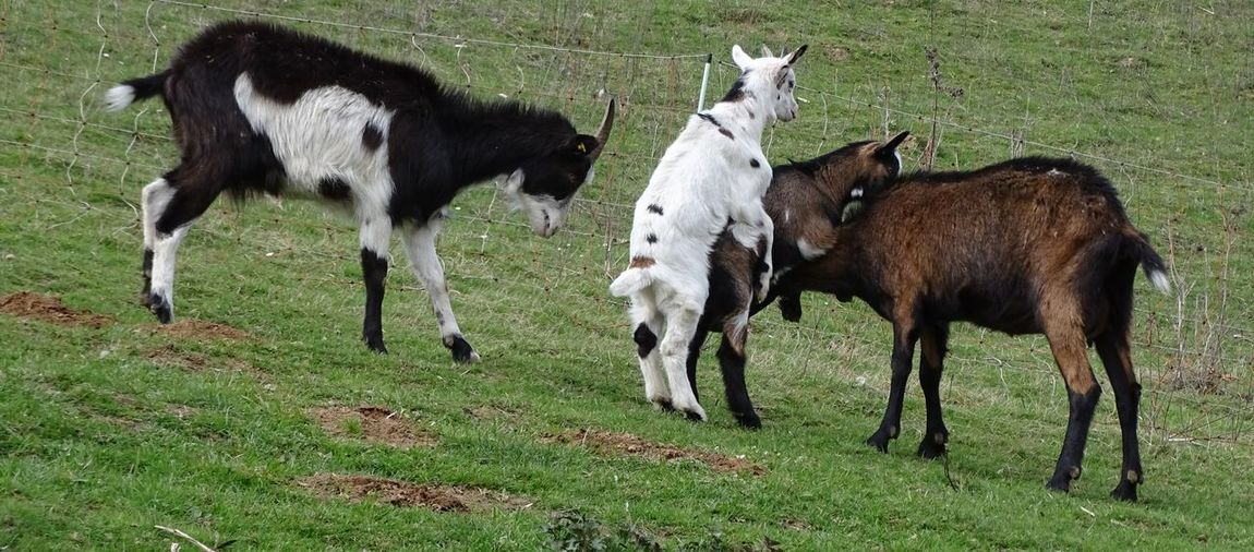 Goats in a playful fight