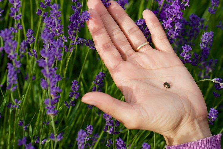 Cropped hand with beetle in lavender farm
