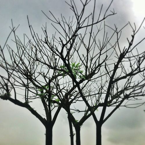 Low angle view of bare trees against sky