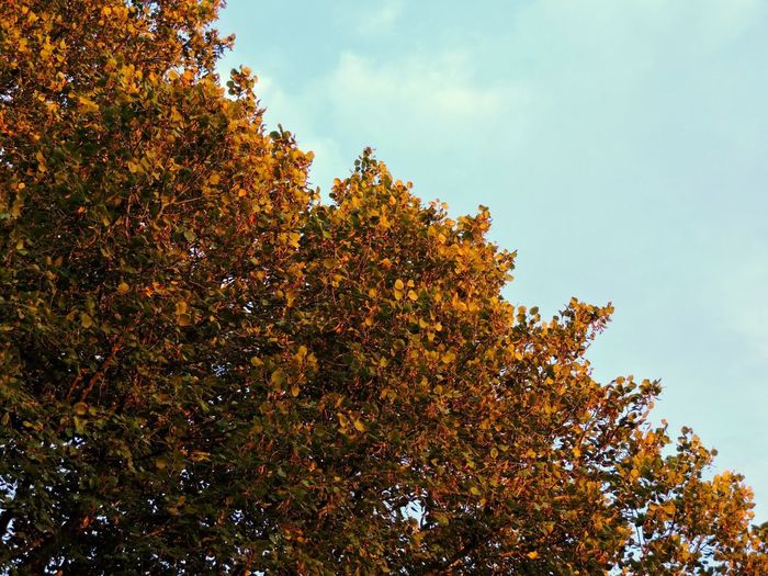 Low angle view of tree against sky