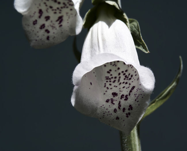 Close-up of white orchids against black background