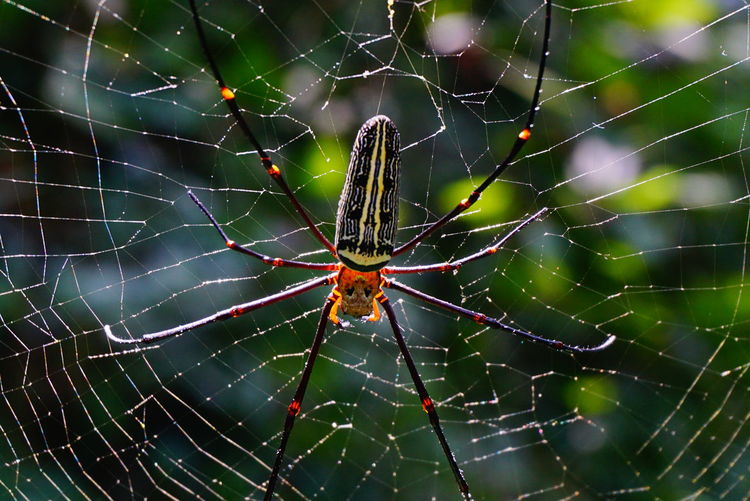 Close-up of orb-weaving spider on web