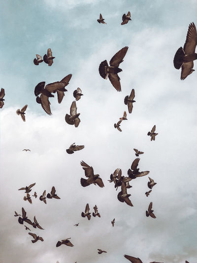 Low angle view of pigeons flying