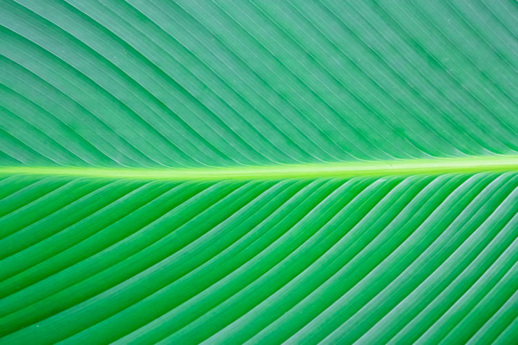 Close up green leaf texture background